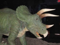 image of triceratops