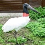 image of bird