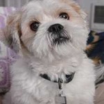 image of animal