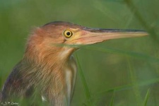 image of bittern