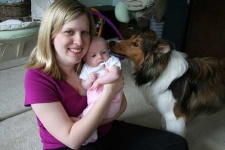 image of shetland_sheepdog