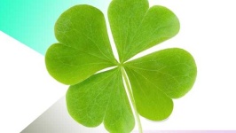 image of leaf