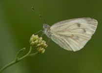 image of butterfly #22
