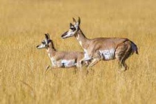 image of animal