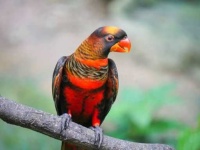 image of lory