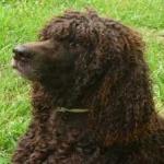 image of animal
