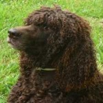 image of irish_spaniel #6