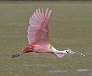 image of spoonbill
