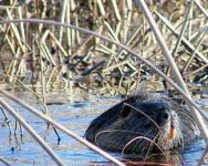 image of beaver