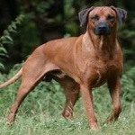 image of animal