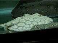 image of electric_ray
