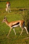 image of gazelle