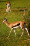 image of gazelle #10