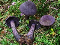 image of mushrooms