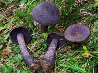 image of cortinarius #0