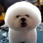 bichon_frise