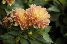 image of flower
