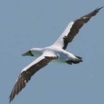 image of bird
