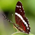 image of banded_butterfly #156