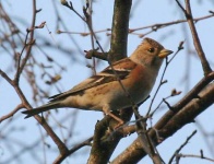 image of brambling