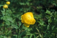 image of flower