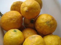 image of lemon #26