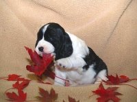 image of english_springer