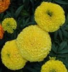 image of flower