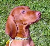 image of vizsla