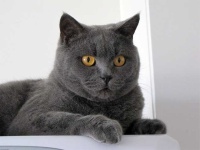 image of british_shorthair #9