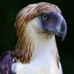 image of bird