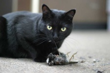 image of animal