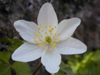 image of flower