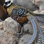 image of bird
