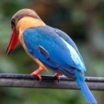 image of bird