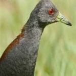 image of bird