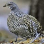 image of bird