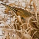 image of bird
