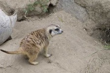 image of meerkat