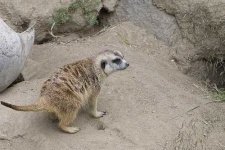 image of meerkat #4