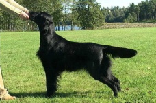 image of flat_coated_retriever