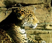 image of jaguar_car