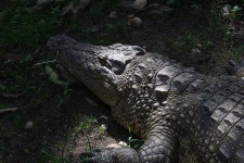 image of african_crocodile