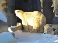 image of animal