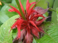 image of flower