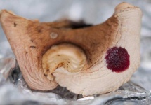 image of mushrooms