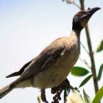 image of bird