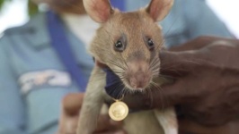image of animal