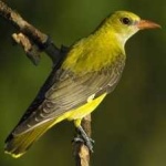 image of bird