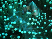 image of anemone_fish